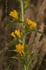 Scolymus hispanicus L. Scolymus hispanicus L.