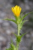 Scolymus hispanicus L. Scolymus hispanicus L.
