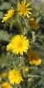 Scolymus hispanicus L. Scolymus hispanicus L.