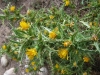 Scolymus hispanicus L. Scolymus hispanicus L.