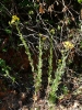 Senecio erucifolius L.