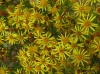 Senecio jacobaea 1/3