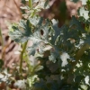 Senecio jacobaea ? 5/6