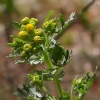 Senecio jacobaea ? 6/6