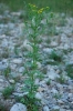 Senecio jacobaea L.