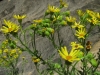 Senecio jacobaea L.