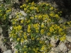 Senecio jacobaea L.