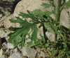 Senecio jacobaea L.