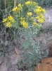 Senecio cf jacobaea L.