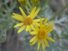 Senecio cf jacobaea L.