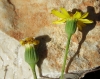 Senecio gallicus 2/3 (a confirmar)