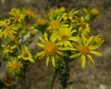 Senecio jacobaea 1/3