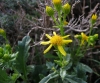 Senecio jacobaea ? 2/2