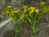 Senecio jacobaea 2/3