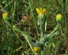 Senecio lagascanus 1/5