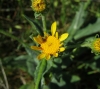 Senecio lagascanus 3/5