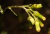Senecio vulgaris L.