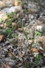 Senecio vulgaris L.