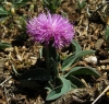 Klasea nudicaulis (L.) Fourr.