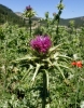 Silybum marianum (L.) Gaertn.