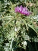 Silybum marianum (L.) Gaertn.