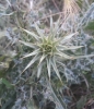 Silybum marianum ?