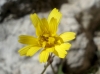 Sonchus tenerrimus L.