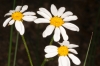 Tanacetum corymbosum (L.) Sch.Bip.