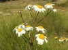 Tanacetum corymbosum (L.) Sch.Bip.