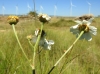 Tanacetum corymbosum (L.) Sch.Bip.