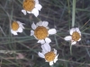 Tanacetum corymbosum ? 3/3