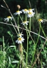 Tanacetum corymbosum (L.) Sch.Bip.