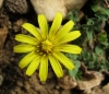 Taraxacum sp.