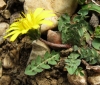 Taraxacum sp.