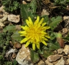 Taraxacum sp.