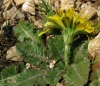 Taraxacum sp.