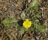 Taraxacum sp.