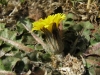 Taraxacum sp.