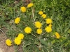 Taraxacum sp.