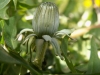 Taraxacum sp.