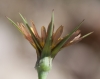 Tragopogon sp. 2