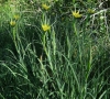 Tragopogon dubius Scop.