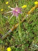 Tragopogon porrifolius L.