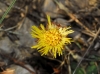 Tussilago farfara L.