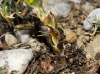 Tussilago farfara L.