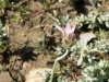 Xeranthemum inapertum (L.) Mill.