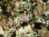 Xeranthemum inapertum (L.) Mill.