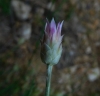 Xeranthemum inapertum (L.) Mill.