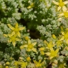 Sedum acre L.