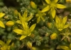 Sedum acre L.